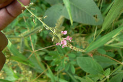 Desmodium dichotomum